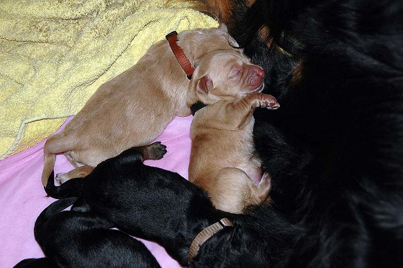 D - PUPPIES HAVE BEEN BORN!!!