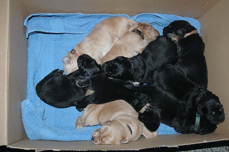 D - PUPPIES ARE 1 WEEK OLD!!