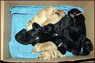 D - PUPPIES ARE 1 WEEK OLD!