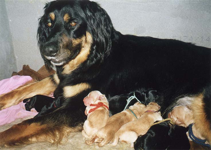 Bianka and A-puppies