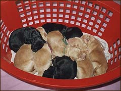 A-Puppies