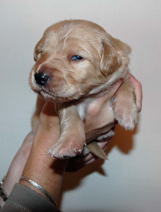 Benji - 2 Weeks