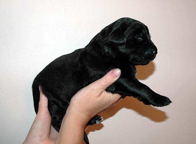 Bruno - 2 Weeks