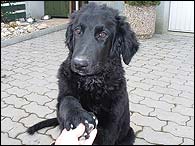 Bruno - 4 msce