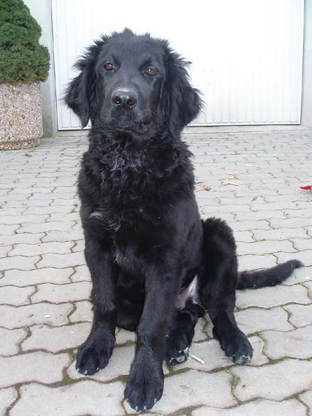 Bruno - 4 msce