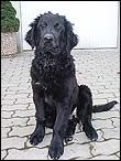 Bruno - 4 msce
