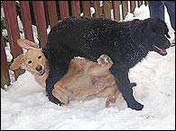 Algo and Beri