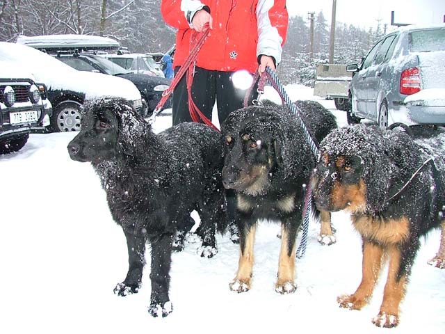 Vlet na Ondejnk - zleva Berenika z Rajskho kopce, Nasthus Animagus a Gatia Kris-ve-mar po sestupu