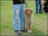 Archie