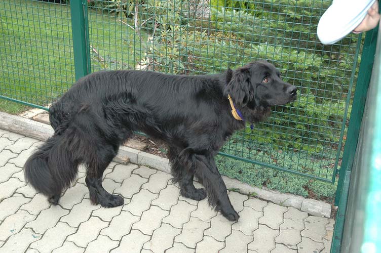 Bruno
