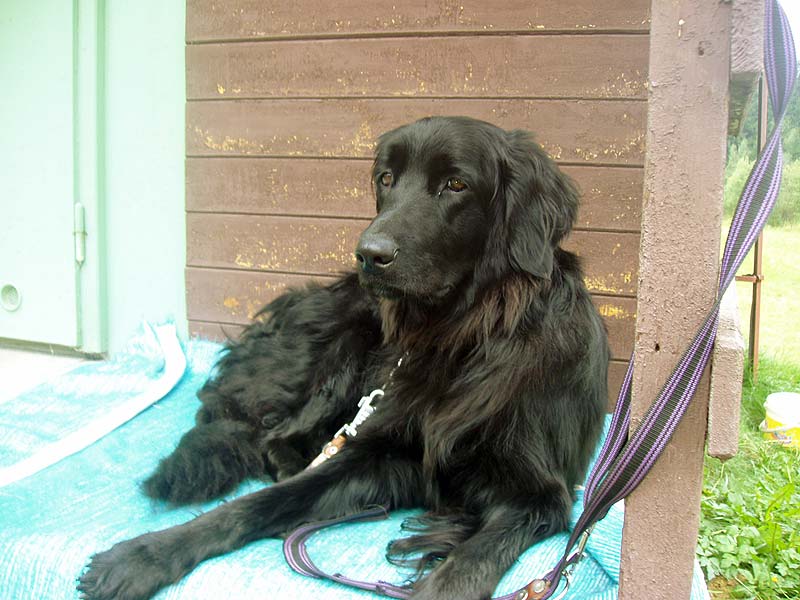 Bery is watching our hut in a camp