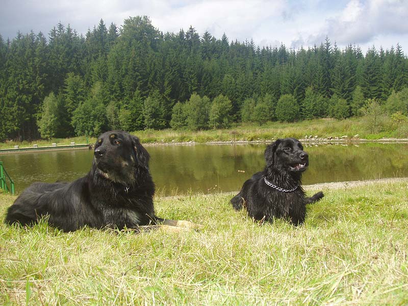 Bery and Nasthus Animagus after swimming