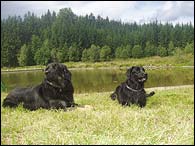 Bery and Nasthus Animagus after swimming