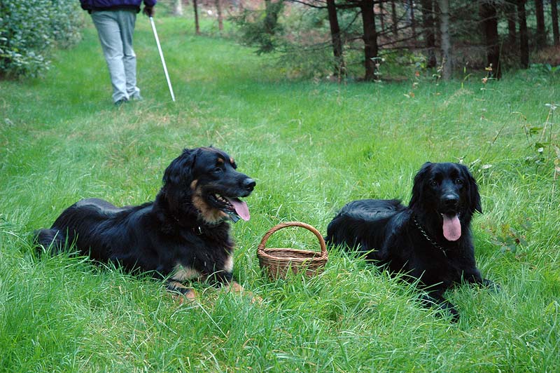 Bery and Bianka are watching a basket
