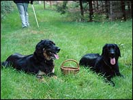 Bery and Bianka are watching a basket