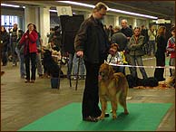 Archibald - nejkrsnj hovawart vstavy