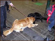 Berenika and Archie are sharing impression from the dog show