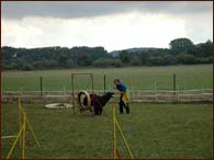 Agility bavila ob moje holky, Izabelku i Berynku