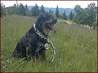 Brenda na louce