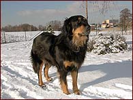 Brenda ve snhu na Ti krle