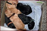 D - PUPPIES HAVE BEEN BORN!!!