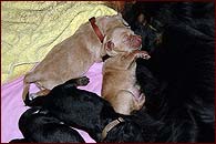 D - PUPPIES HAVE BEEN BORN!!!!!