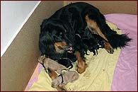 D - PUPPIES HAVE BEEN BORN!!!