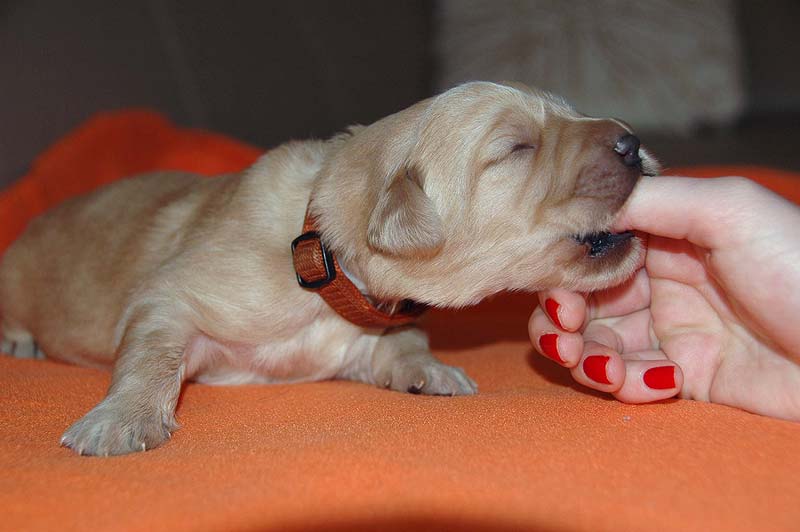 D - PUPPIES ARE 1 WEEK OLD!