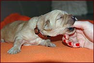 D - PUPPIES ARE 1 WEEK OLD!!