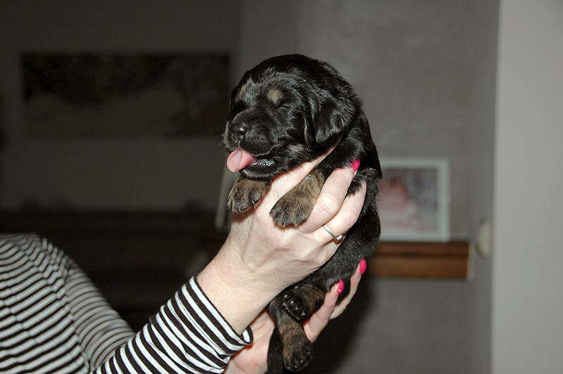 D - PUPPIES ARE 1 WEEK OLD!