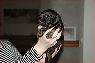 D - PUPPIES ARE 1 WEEK OLD!!