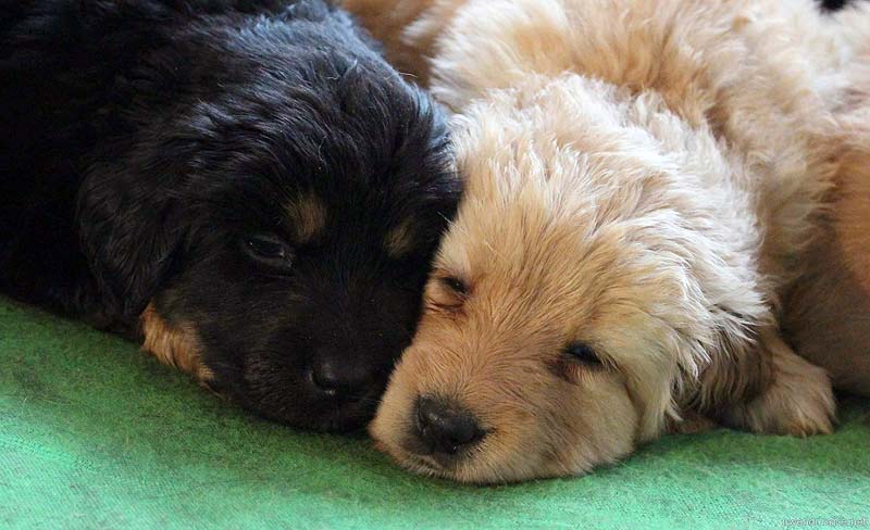 Puppies are 5 weeks old!