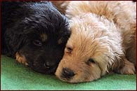 Puppies are 5 weeks old!