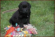 Puppies are 5 weeks old!