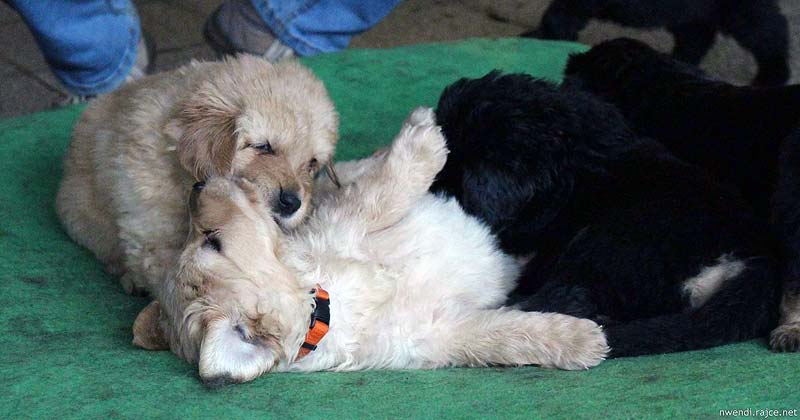 Puppies are 5 weeks old!