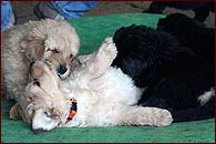 Puppies are 5 weeks old!