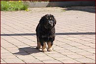 Daisy