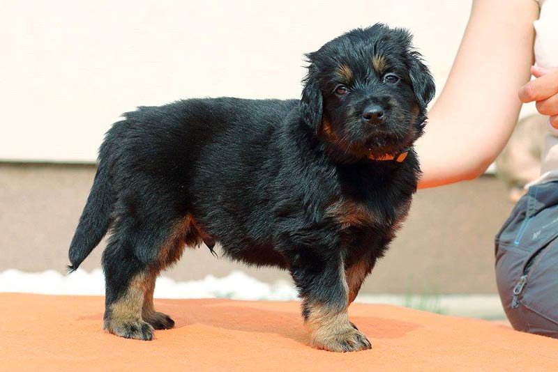 Enzo