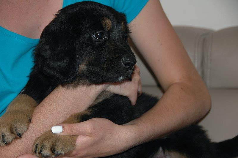 Enzo