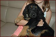 Enzo