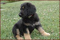 Eli