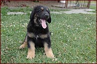 Eli