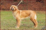Dianka