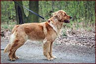 Dianka