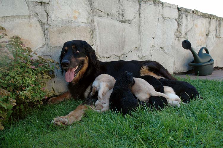 Bianka And Puppies
