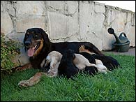 Bianka And Puppies