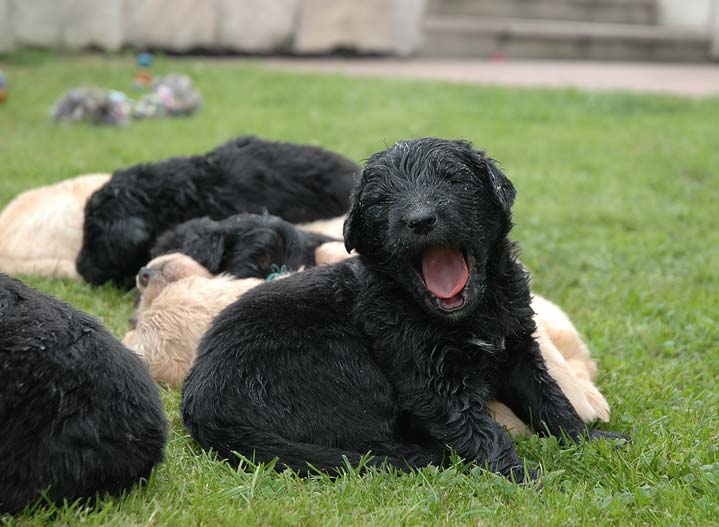 Tired Bruno - 3 Weeks