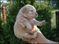 Benedikt - 3 Weeks