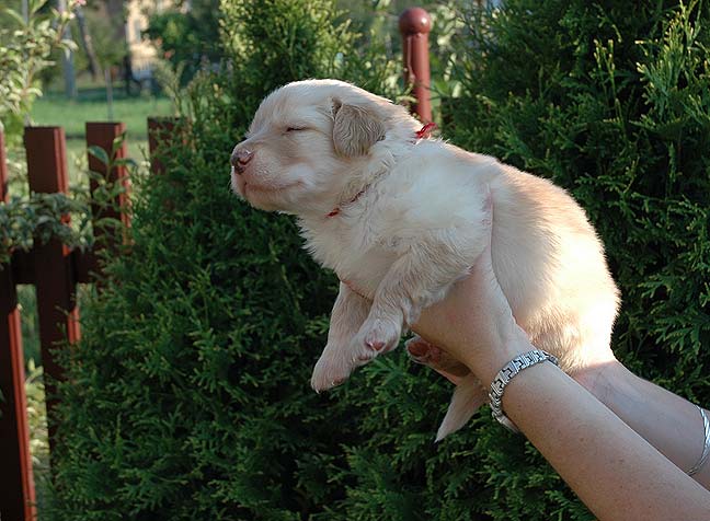 Baltazar - 3 Weeks
