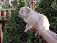 Baltazar - 3 Weeks